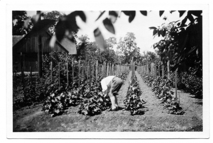 Weingarten im Bauernhof-Zier-1940er.jpg