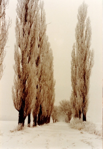 Rebschulweg Winter 64-65.jpg