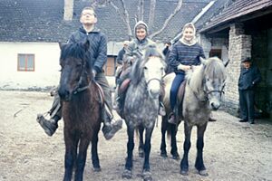 Isländerpony1964-2-038.JPG