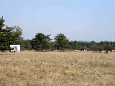 Schafe auf Heide.jpg