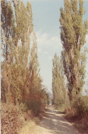 Rebschulweg Sommer 64-65.jpg