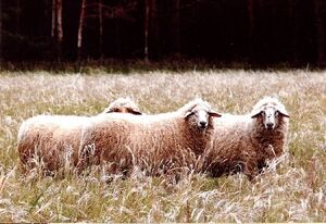 Schafe auf der Heide.jpg