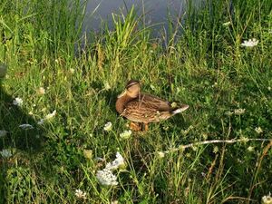 Biotop - Stockente.JPG