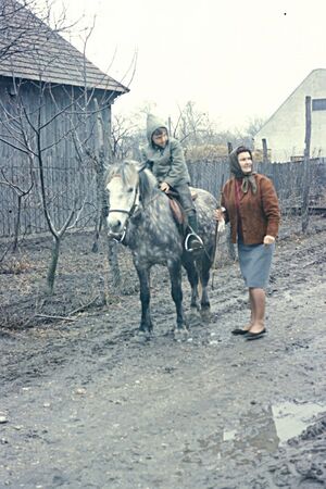 Isländerpony1964-1-038.JPG