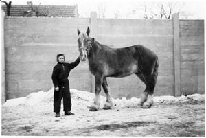 Pferd Fritz bei Musterung mit G-Frohner.jpg