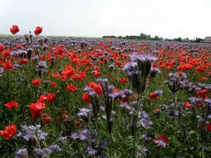 Brache - Phacelia mit Klatschmohn.JPG