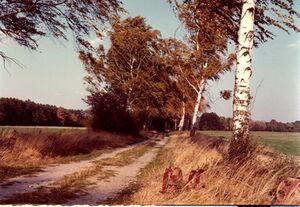 Birkenallee ca1970.jpg