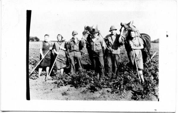 Kartoffeln-hacken,1950er Jahre.jpg