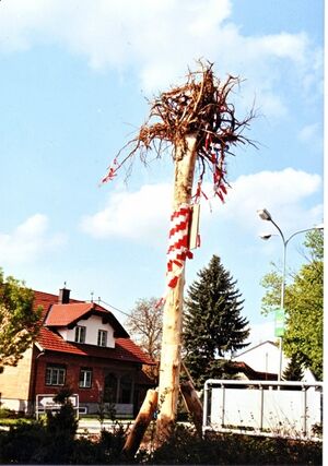 OBS-Maibaum-steht-Kopf.jpg