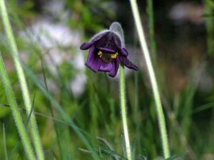 Wiesenküchenschelle.jpg