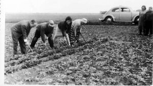 Rueben vereinzeln 1962 Glinzendorf.jpg